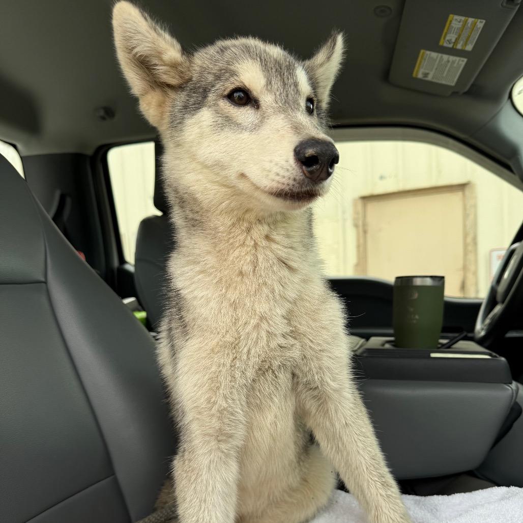 Zena, a Adoptable Husky in Millen, GA image 2/2