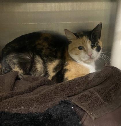 Cupcake, Adoptable, Adult Female Domestic Short Hair & Domestic Short Hair.