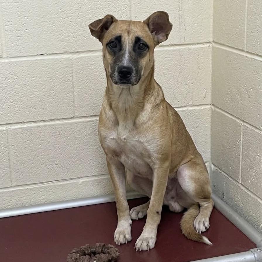 Ed, Adoptable, Adult Male Shepherd & Mixed Breed.