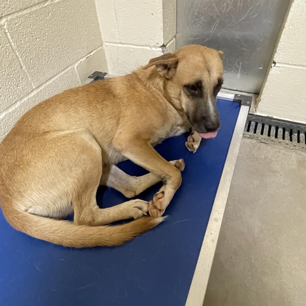 Enlarge Ed, a Adoptable mixed breed in Palestine, TX image 2/3