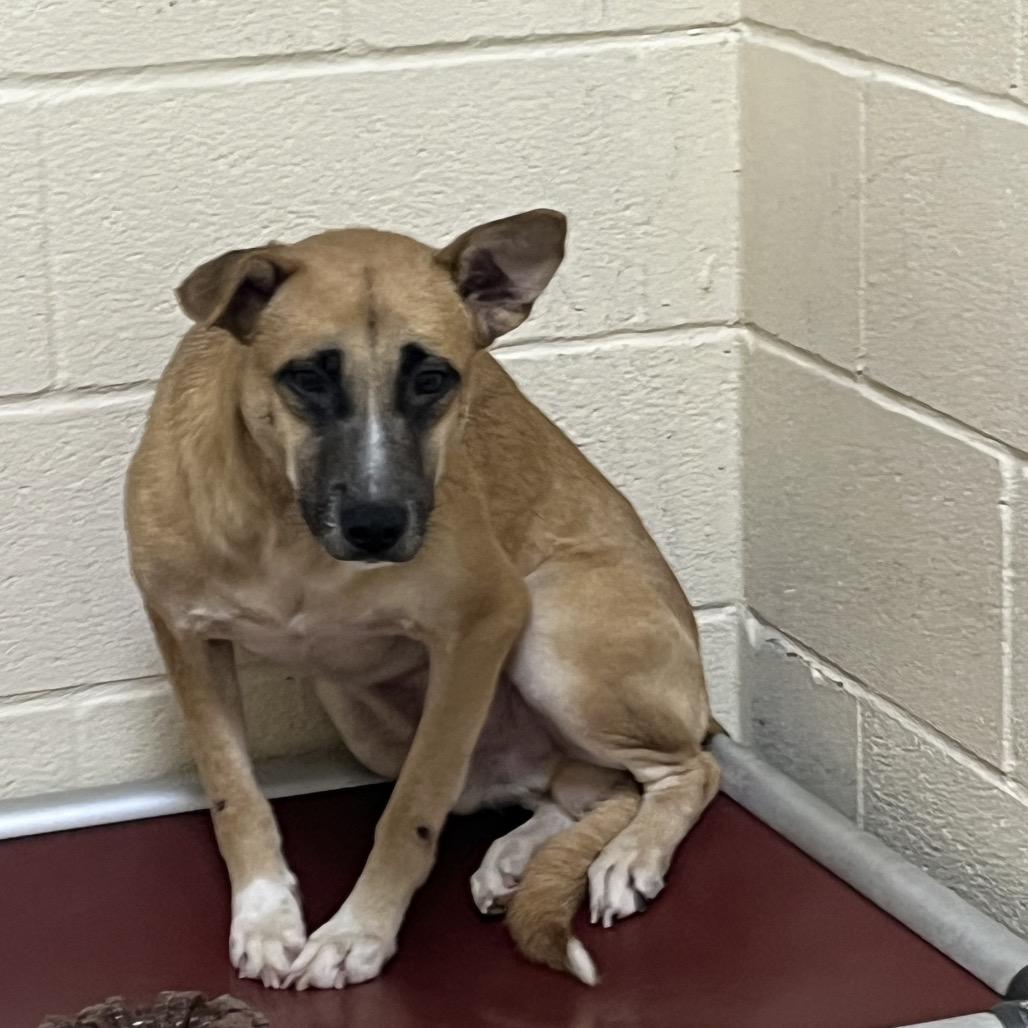 Enlarge Ed, a Adoptable mixed breed in Palestine, TX image 3/3