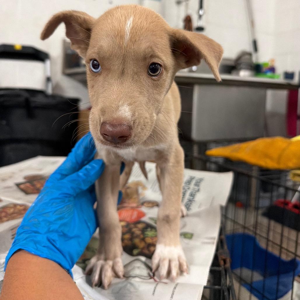Regina, Adoptable, Puppy Female Great Dane & Mixed Breed.