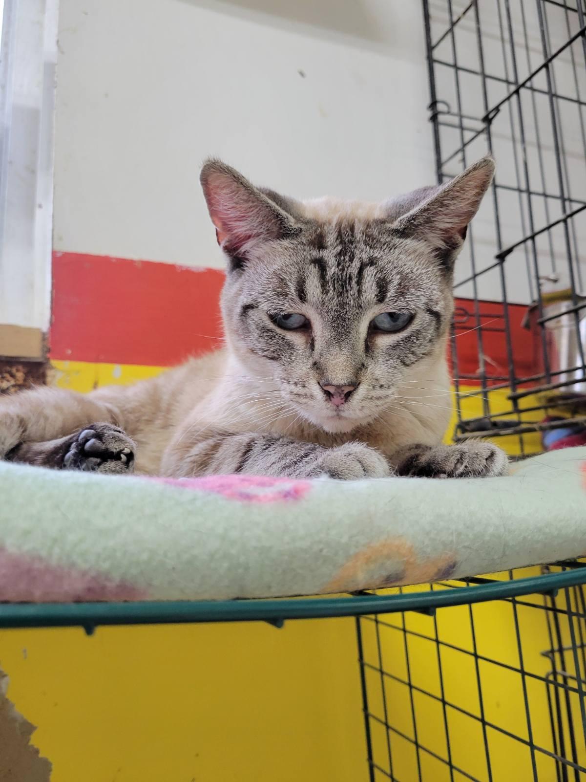 MIRA — thumbnail 3