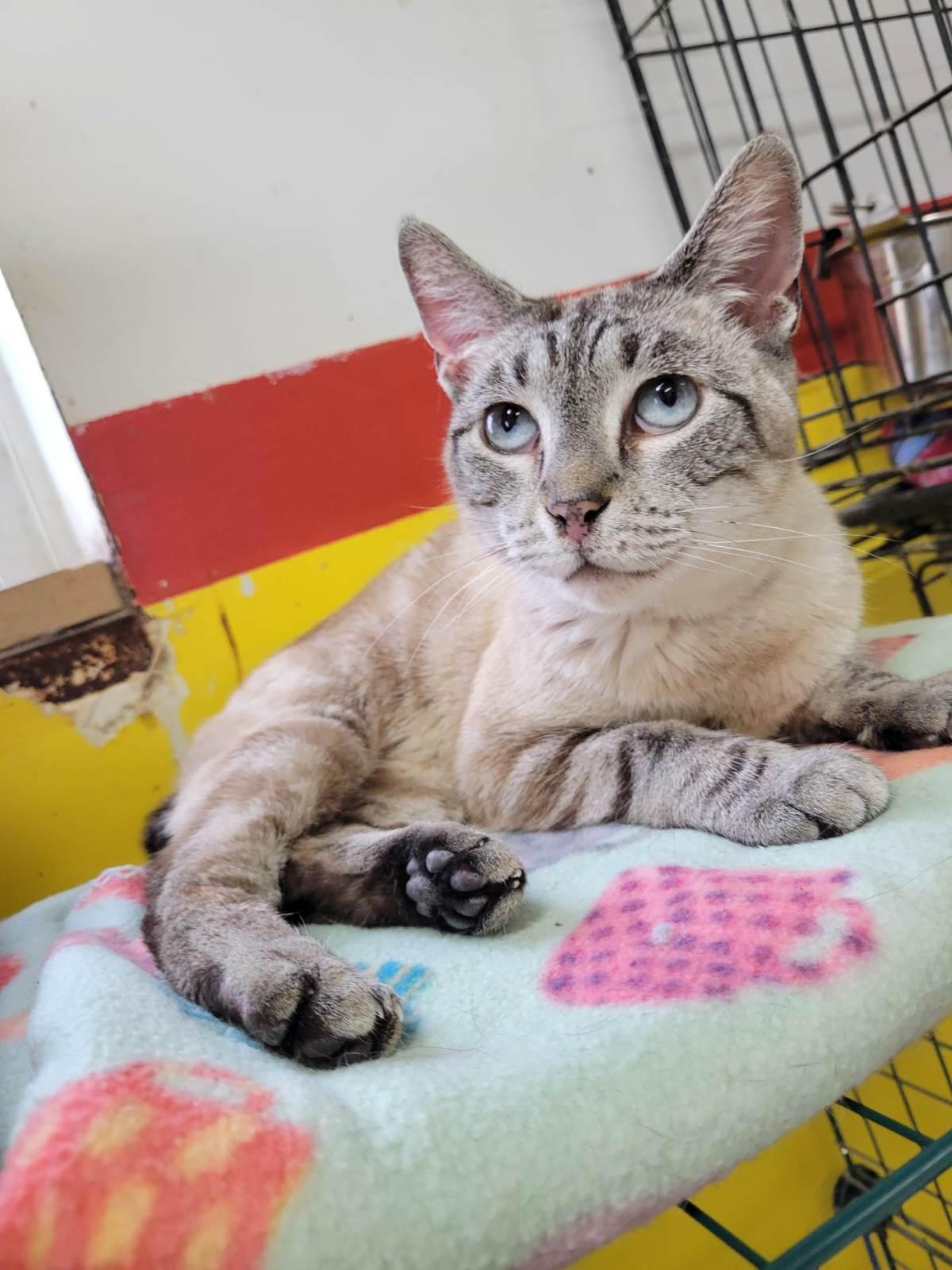 MIRA — thumbnail 4