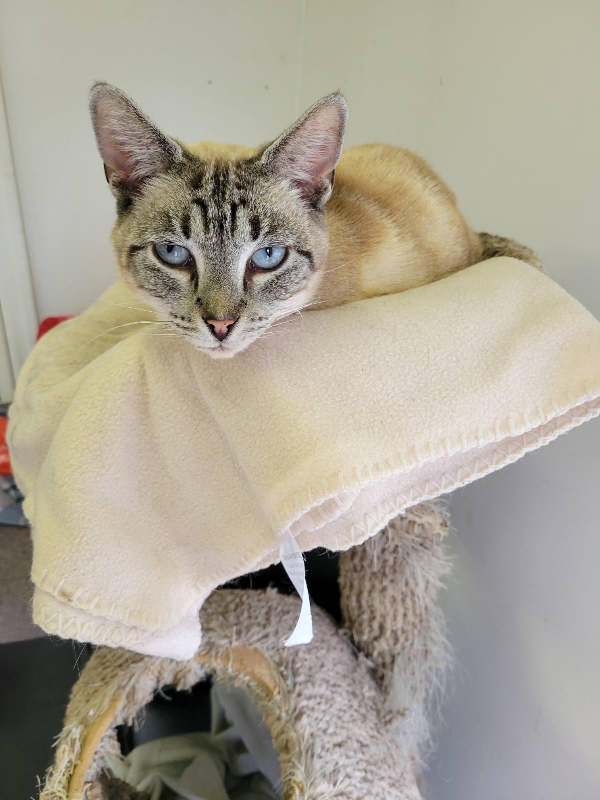 MIRA — thumbnail 5