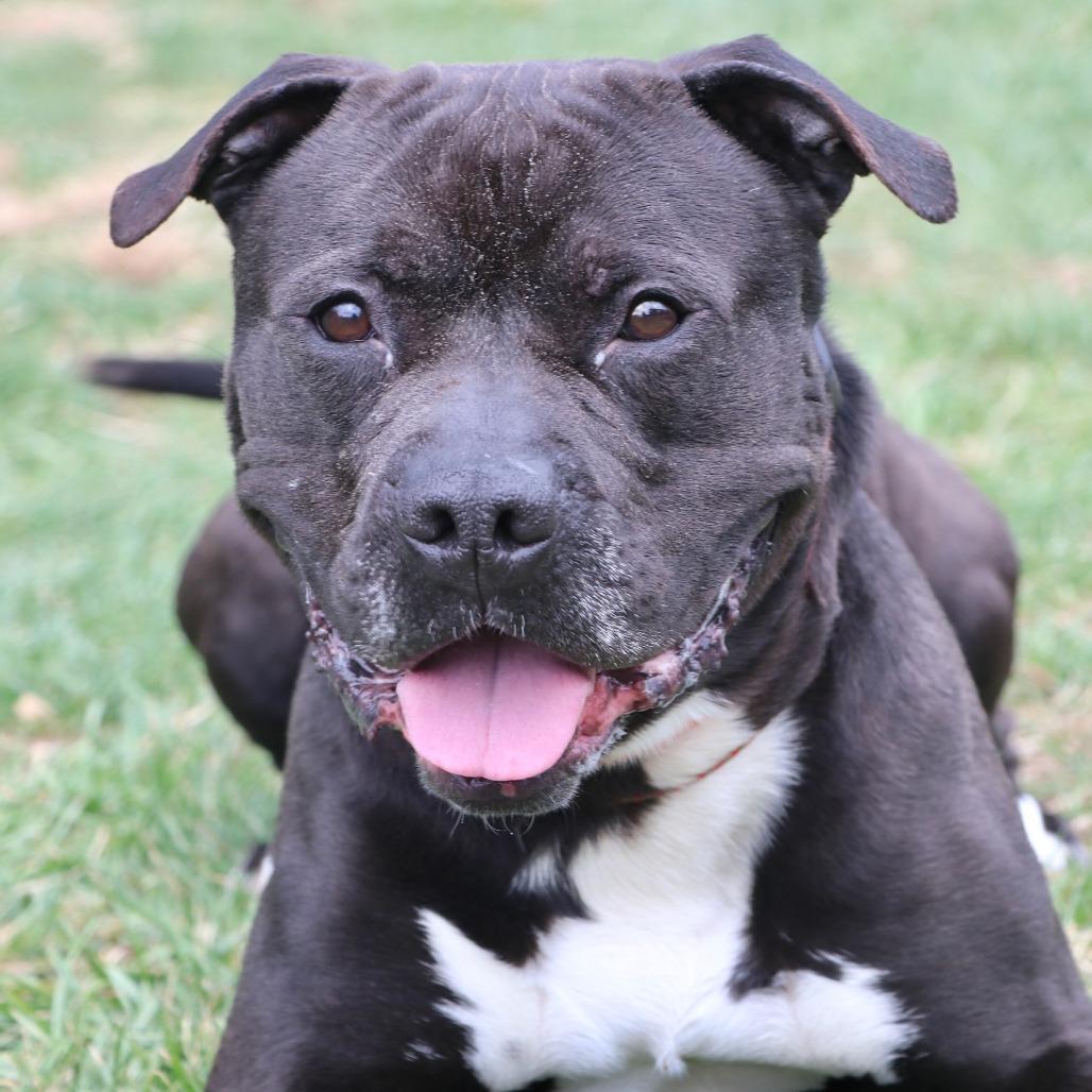 Alfonso, Adoptable, Adult Male Mixed Breed.
