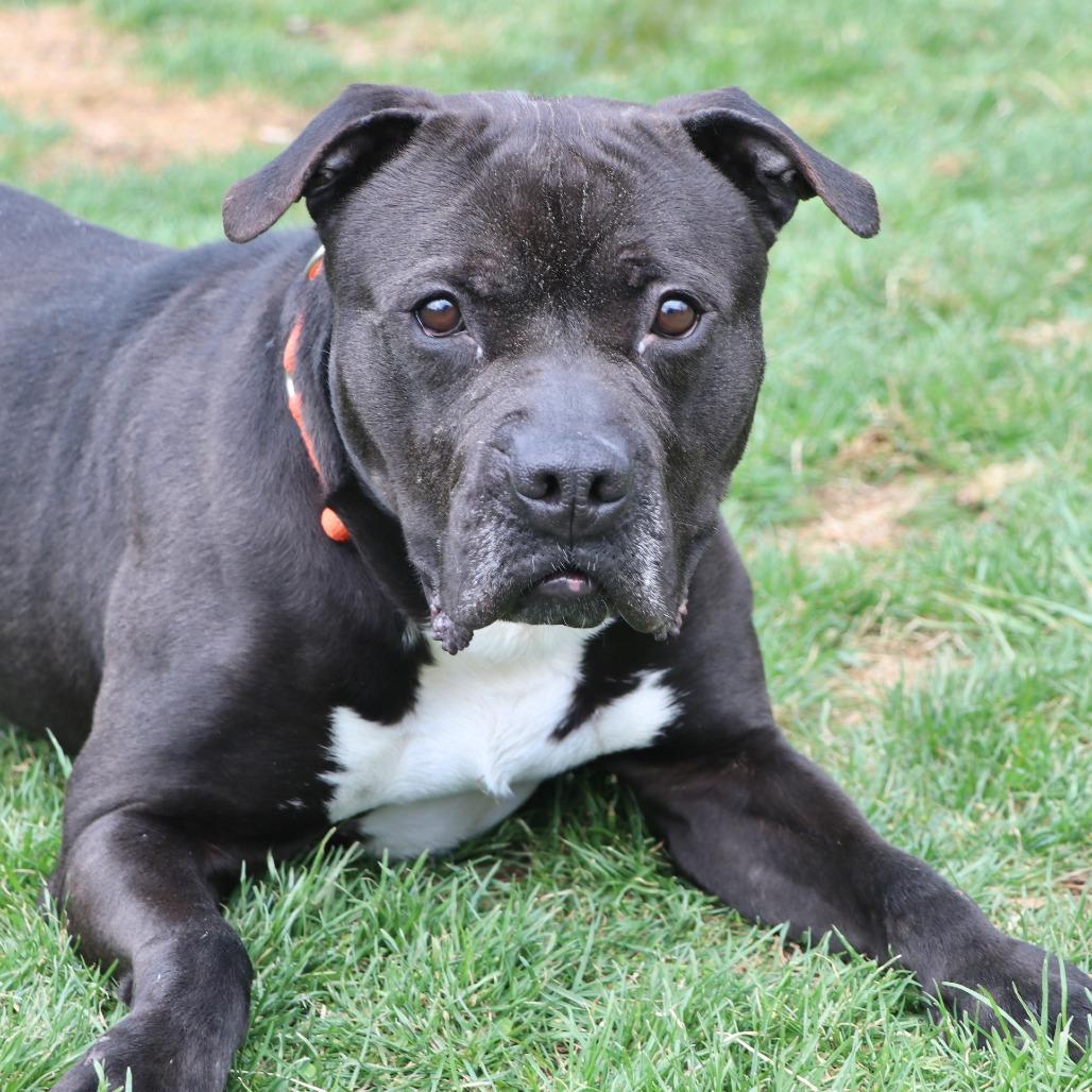 Alfonso, a Adoptable Mixed Breed in Allentown, PA image 2/3