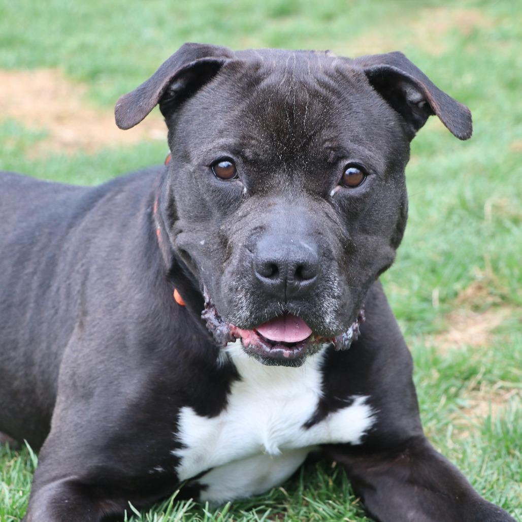 Alfonso, a Adoptable Mixed Breed in Allentown, PA image 3/3