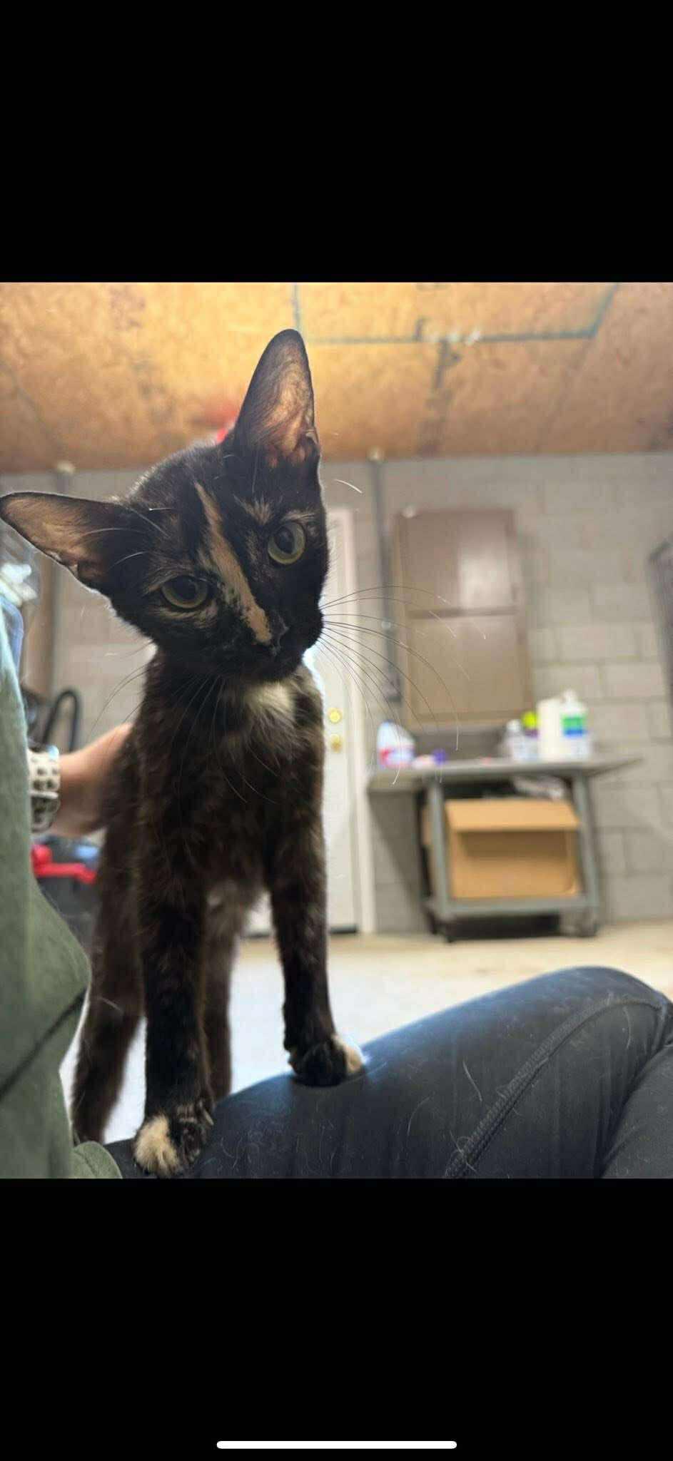 Jasmine 071701, an adoptable Domestic Short Hair in Amory, MS, 38821 | Photo Image 2