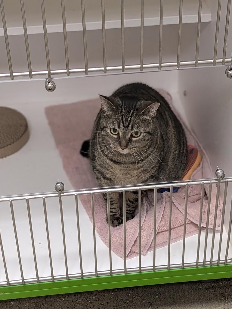 TT, Adoptable, Adult Female Domestic Short Hair.