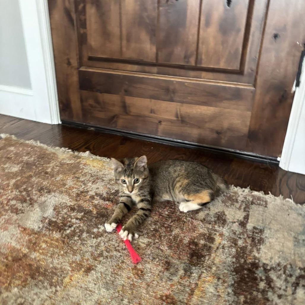 Enlarge Strawberry, a Adoptable American Shorthair in Collinsville , OK image 1/5