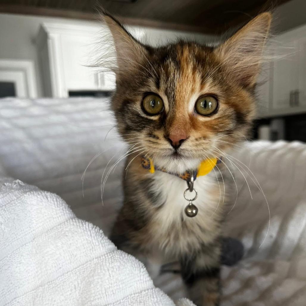 Enlarge Strawberry, a Adoptable American Shorthair in Collinsville , OK image 4/5