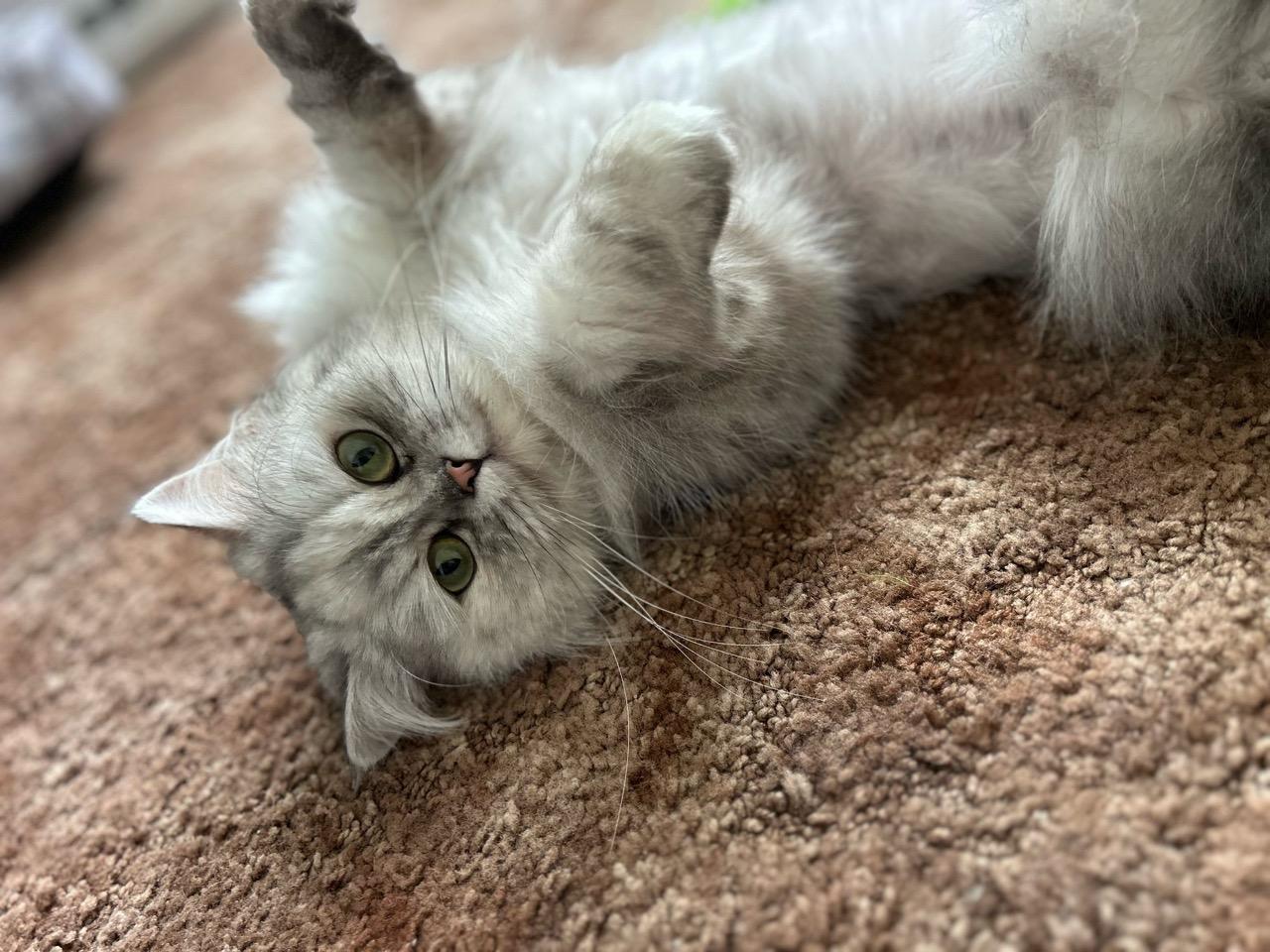 Queen Esther thumbnail 4