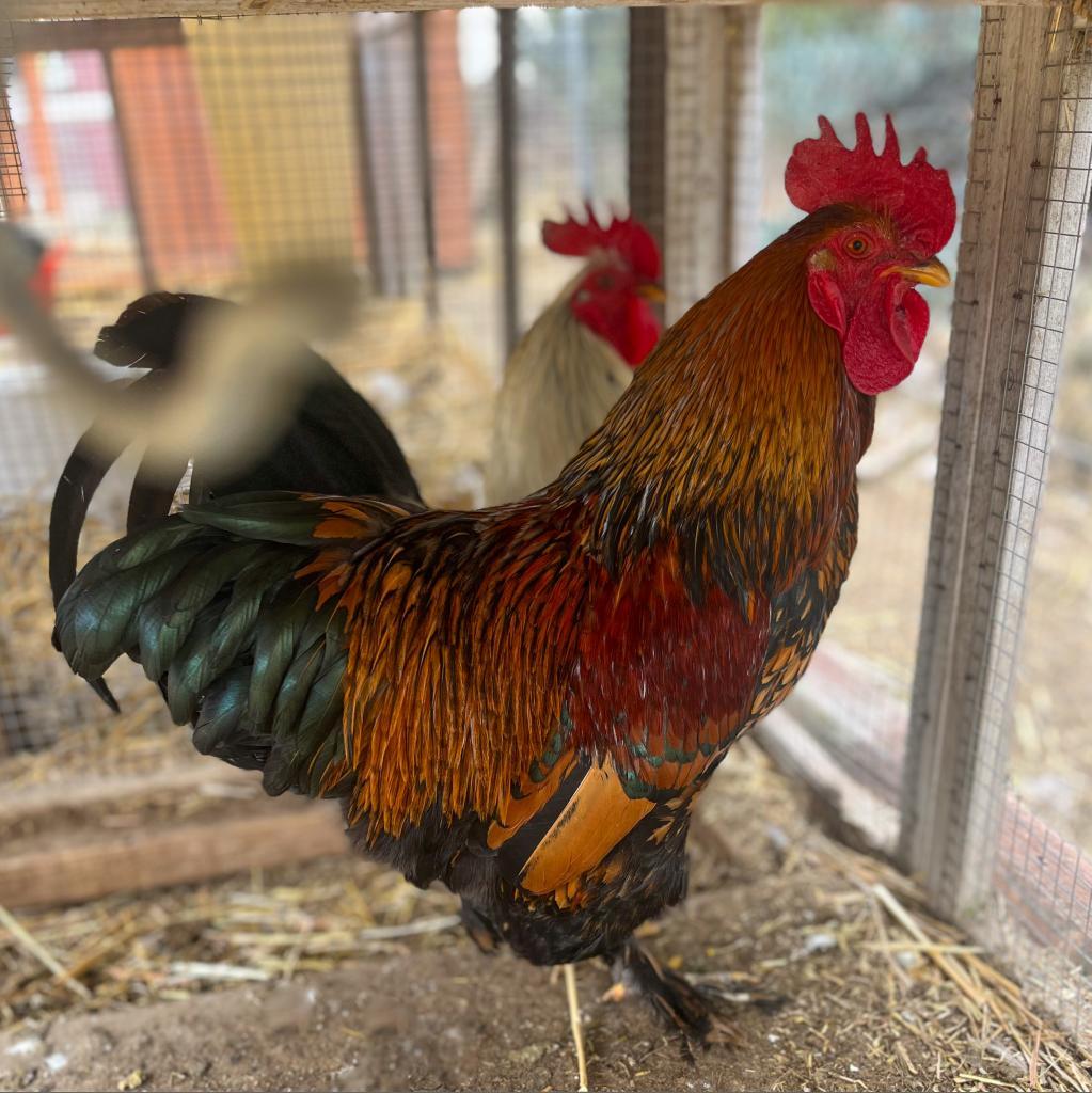 Enlarge Gunslinger, a Adoptable Chicken in Nampa, ID image 1/1