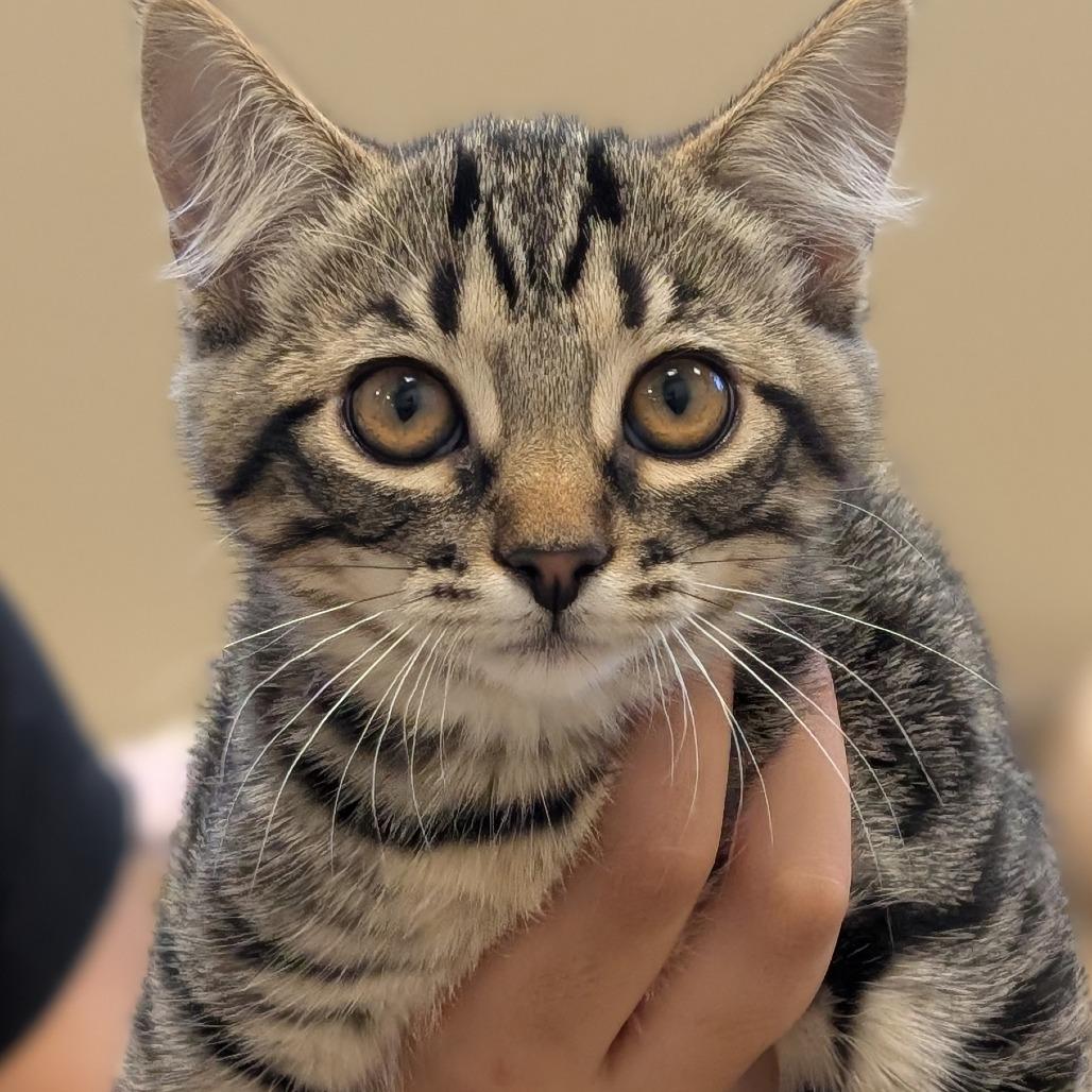 Violet, Adoptable, Kitten Female Domestic Short Hair.