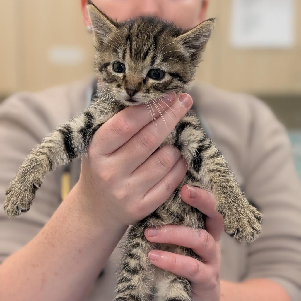 Violet, a Adoptable Domestic Short Hair in Sonoma, CA image 2/2