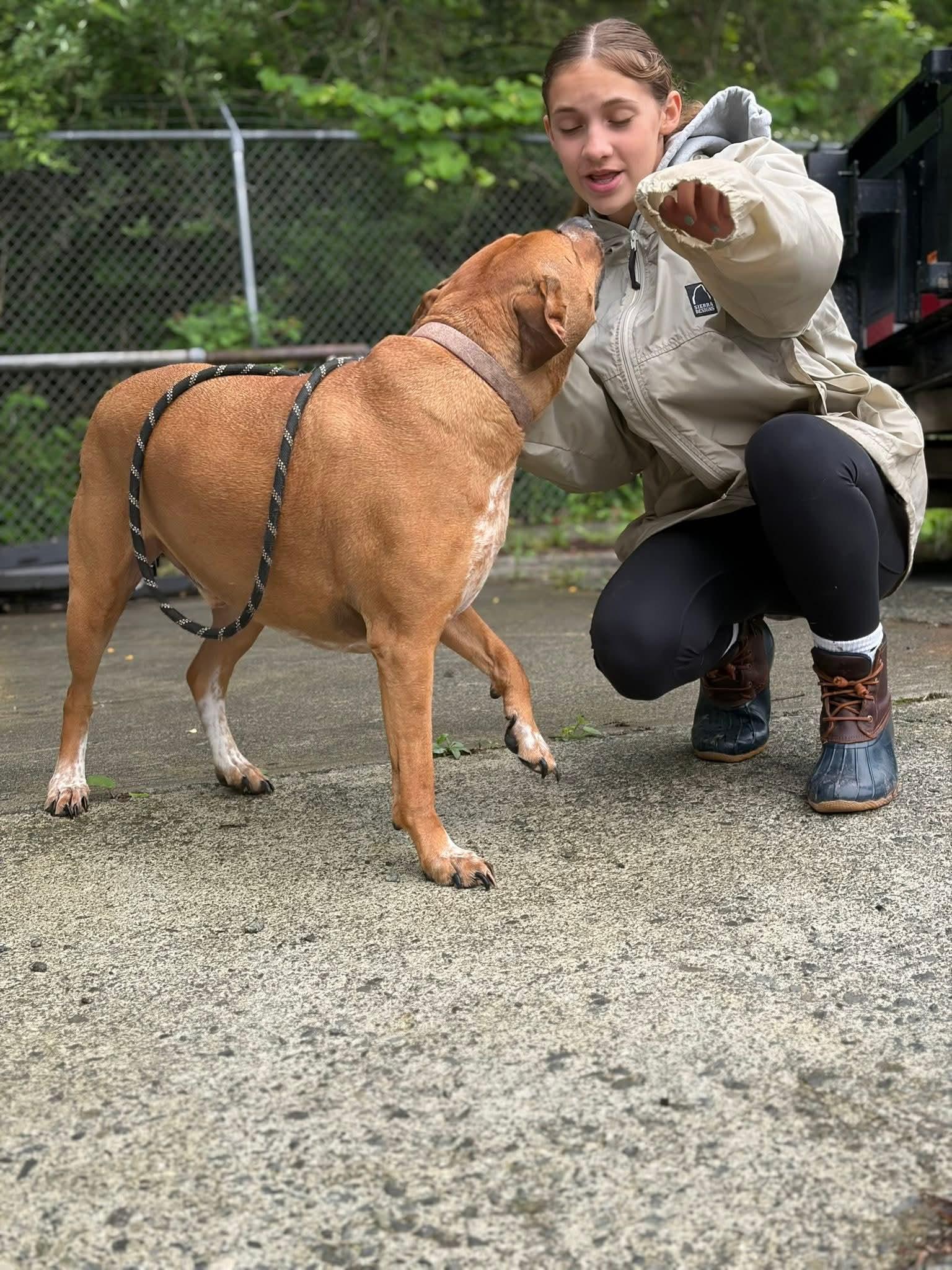 Banjo (5yo, 89lbs), Adoptable, Adult Male Hound.