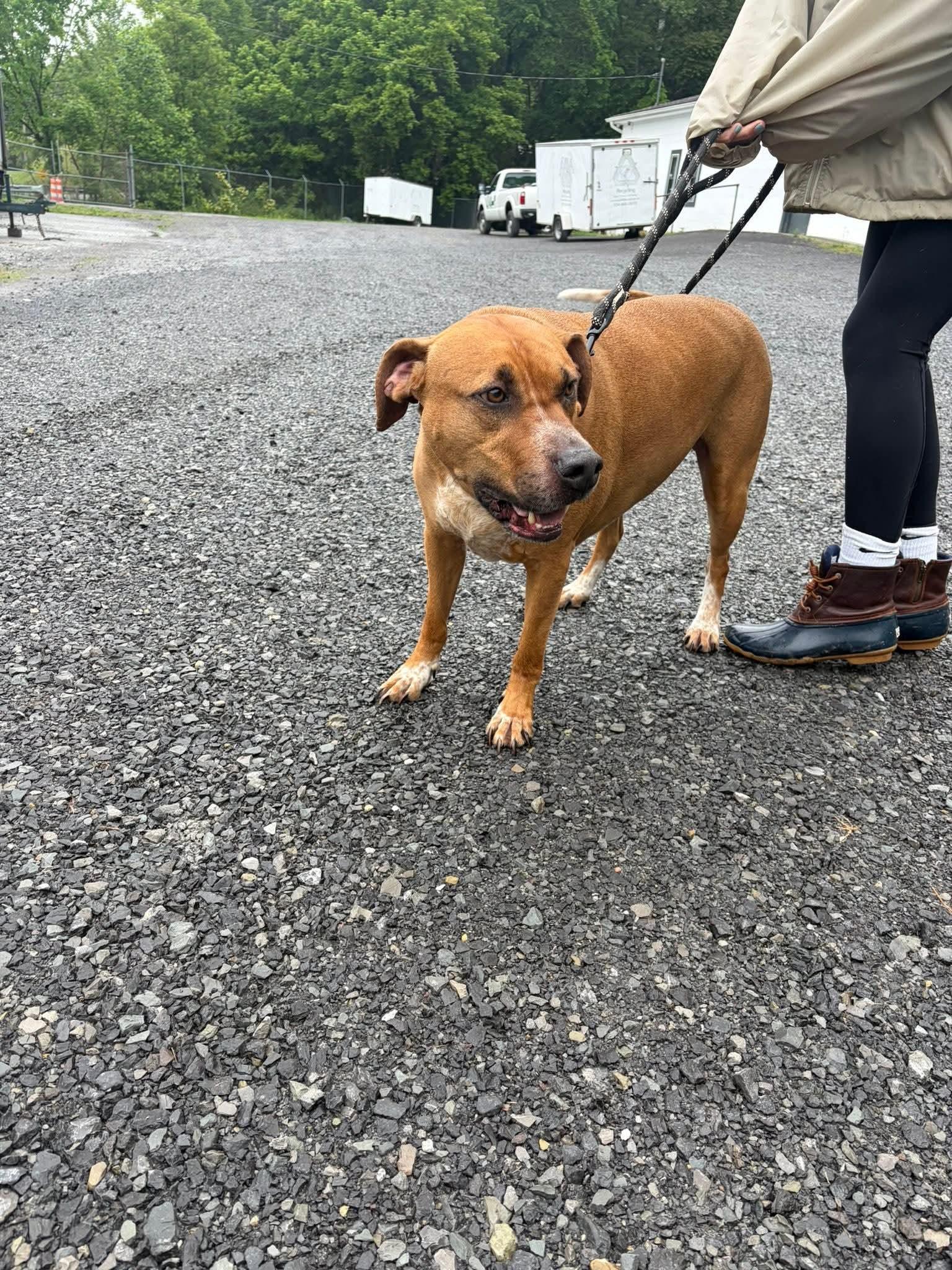 Banjo (5yo, 89lbs), a Adoptable Hound in Hinton, WV image 2/3