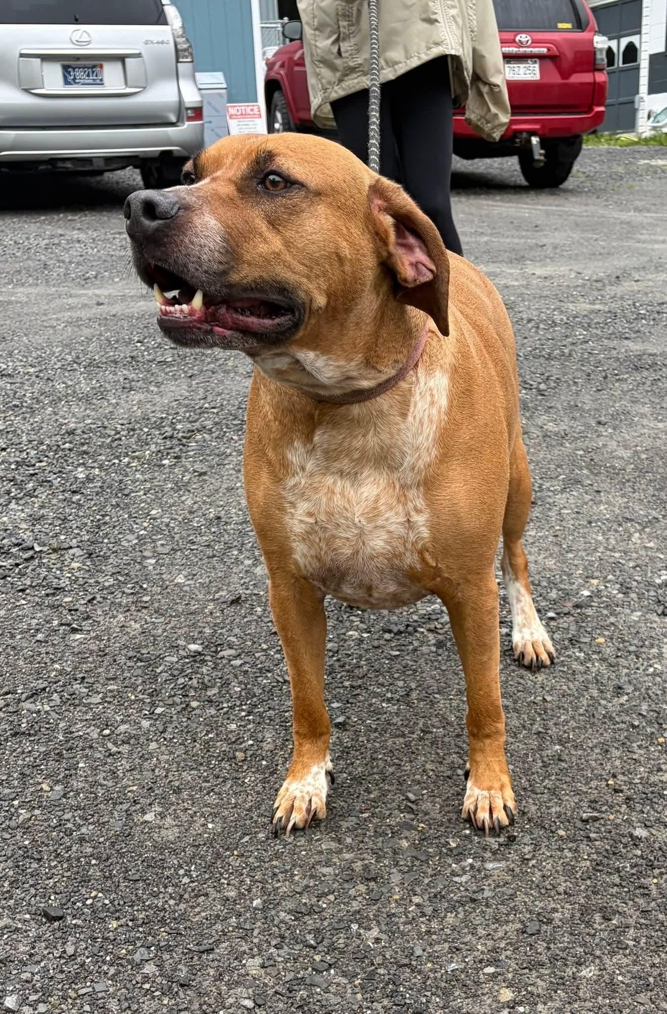 Banjo (5yo, 89lbs), a Adoptable Hound in Hinton, WV image 3/3