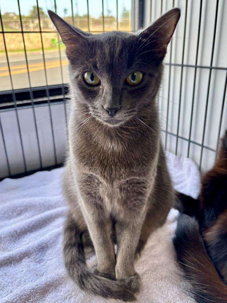 Grace, Adoptable, Young Female Domestic Short Hair.