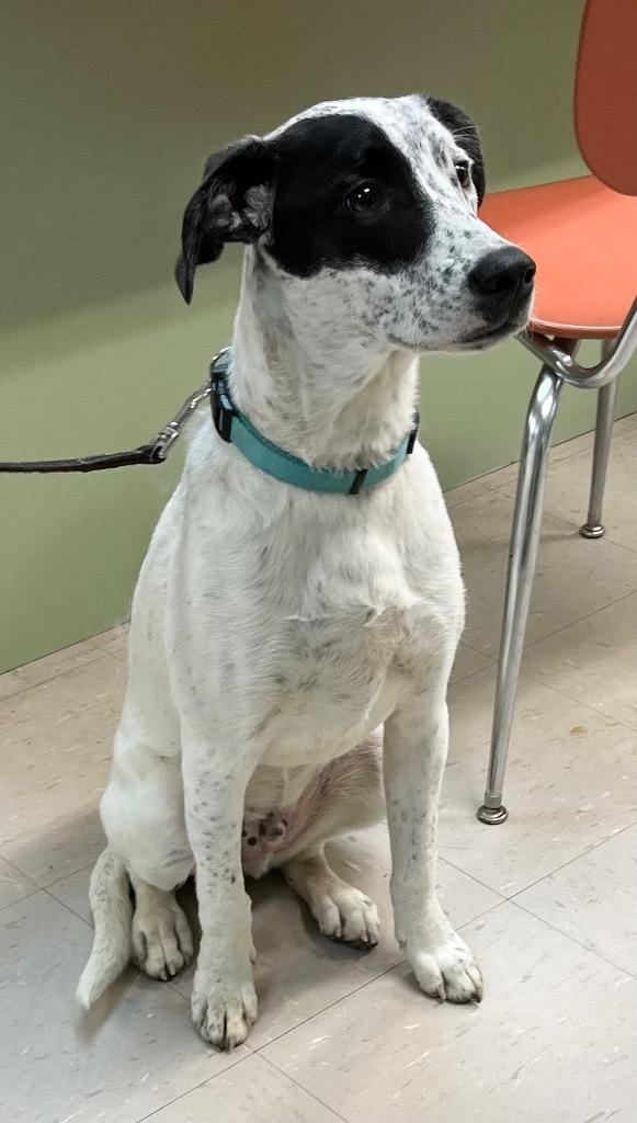 Urkel, Adoptable, Young Male Australian Shepherd & Spaniel.