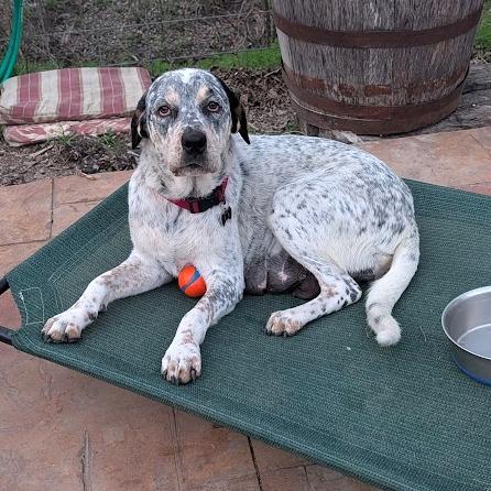 Samantha, Adoptable, Adult Female Cattle Dog.