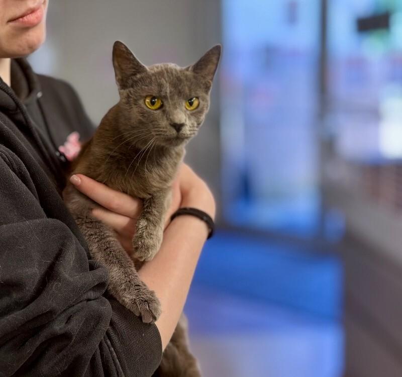 Cinnamon, Adoptable, Adult Female Domestic Short Hair.