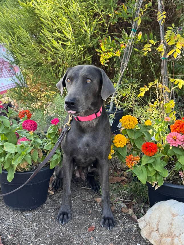 River~ definition of affection , Adoptable, Young Female Black Labrador Retriever & Weimaraner.