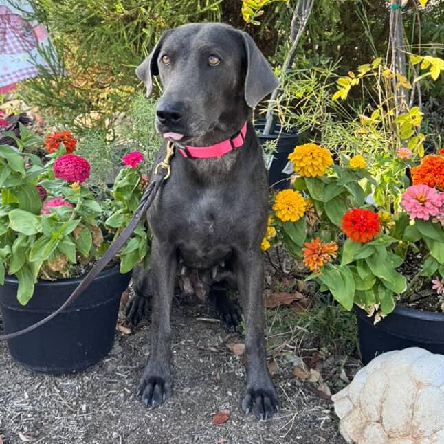 Enlarge Sophie~ definition of affection , a Adoptable mixed breed in Irvine, CA image 2/6