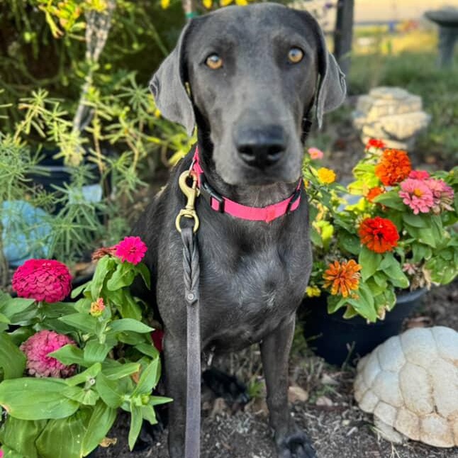 Enlarge Sophie~ definition of affection , a Adoptable mixed breed in Irvine, CA image 5/6