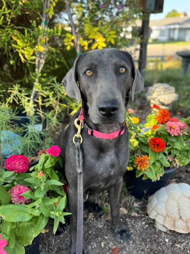 River~ definition of affection , a Adoptable mixed breed in Irvine, CA image 2/4
