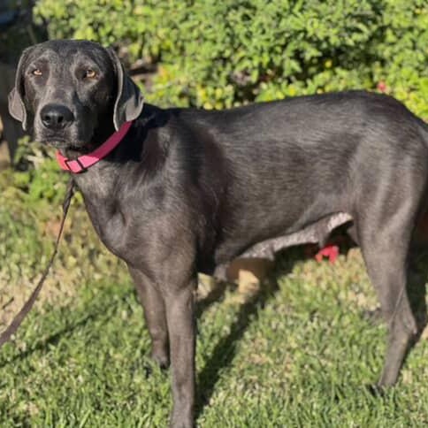 River~ definition of affection , a Adoptable mixed breed in Irvine, CA image 3/4