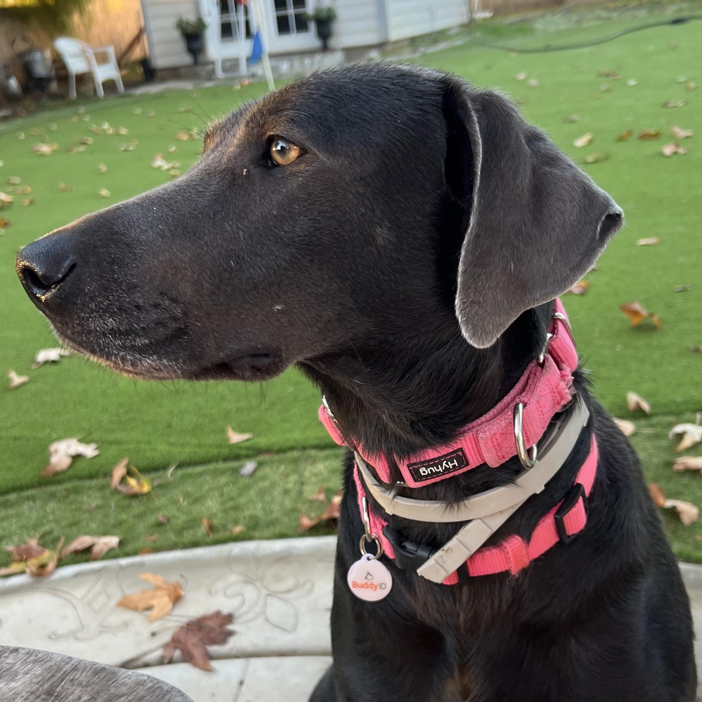 Enlarge Sophie~ definition of affection , a Adoptable mixed breed in Irvine, CA image 3/6