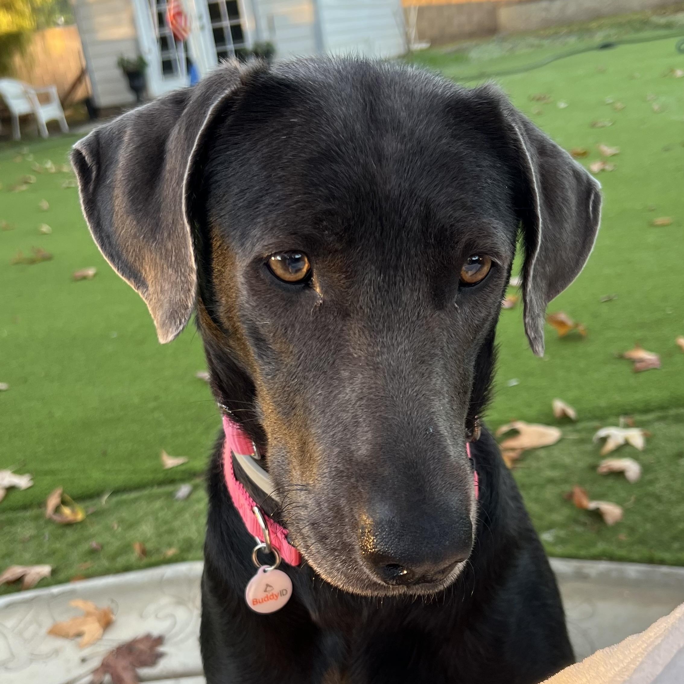 Enlarge Sophie~ definition of affection , a Adoptable mixed breed in Irvine, CA image 1/6