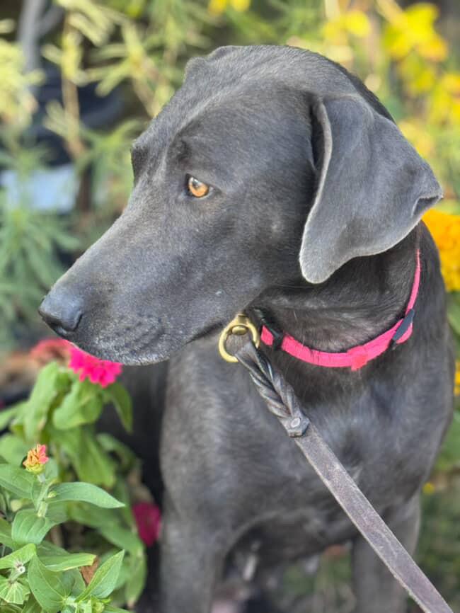 River~ definition of affection , a Adoptable mixed breed in Irvine, CA image 4/4