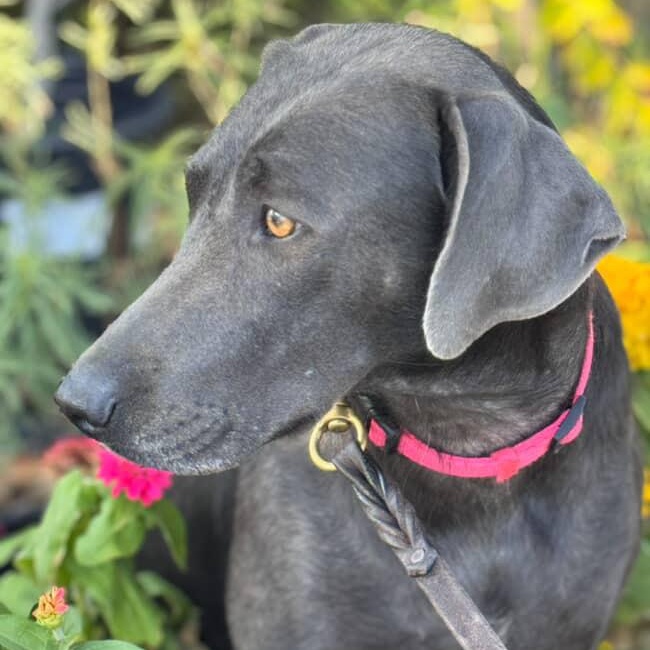 Enlarge Sophie~ definition of affection , a Adoptable mixed breed in Irvine, CA image 6/6