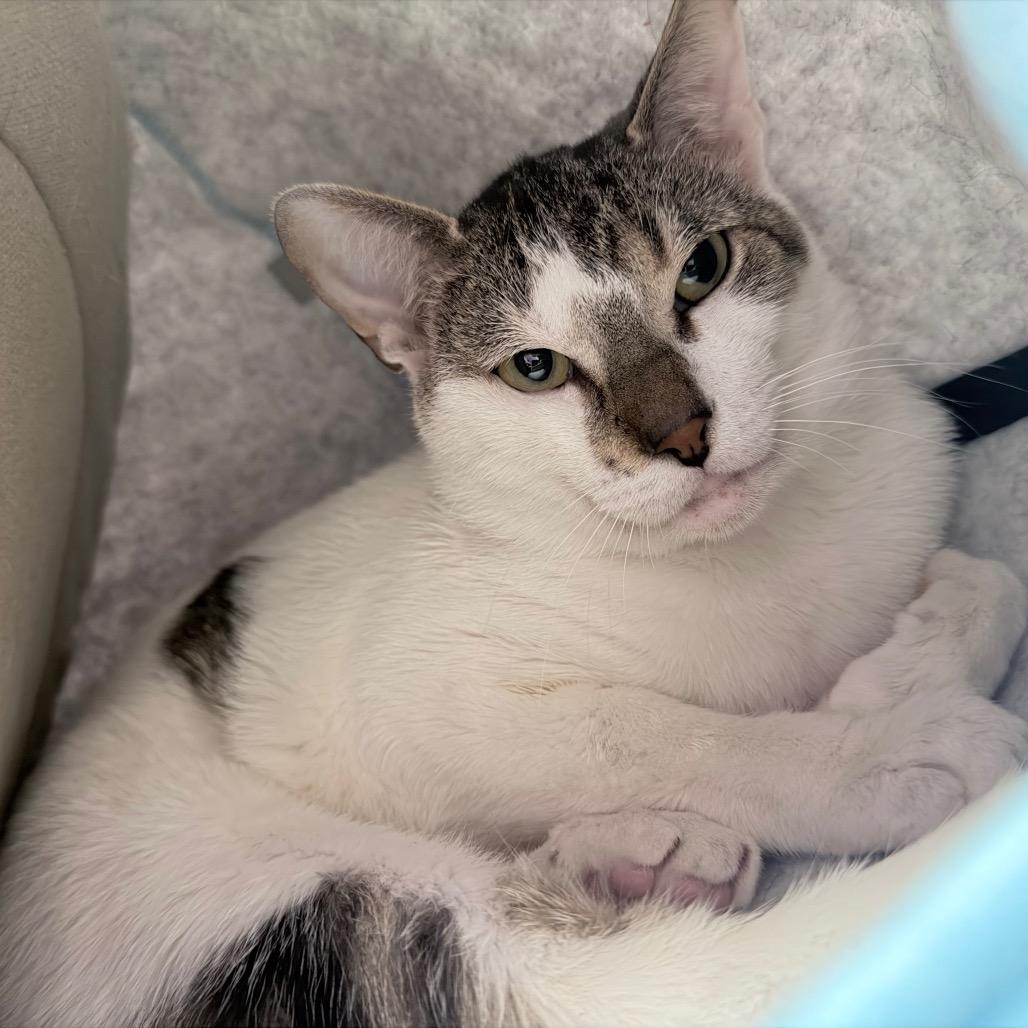 Archibald, Adoptable, Adult Male Domestic Short Hair.