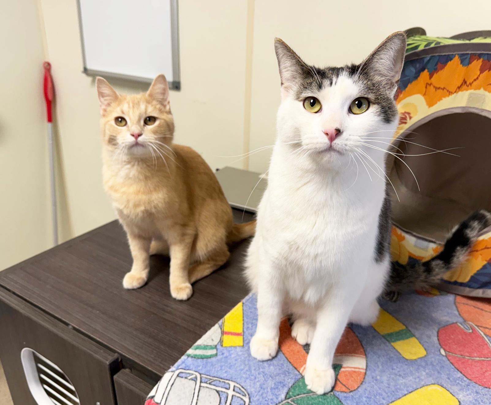 Enlarge Finley - super social, playful little guy!, a ADOPTABLE Domestic Short Hair in Oshkosh, WI image 3/6