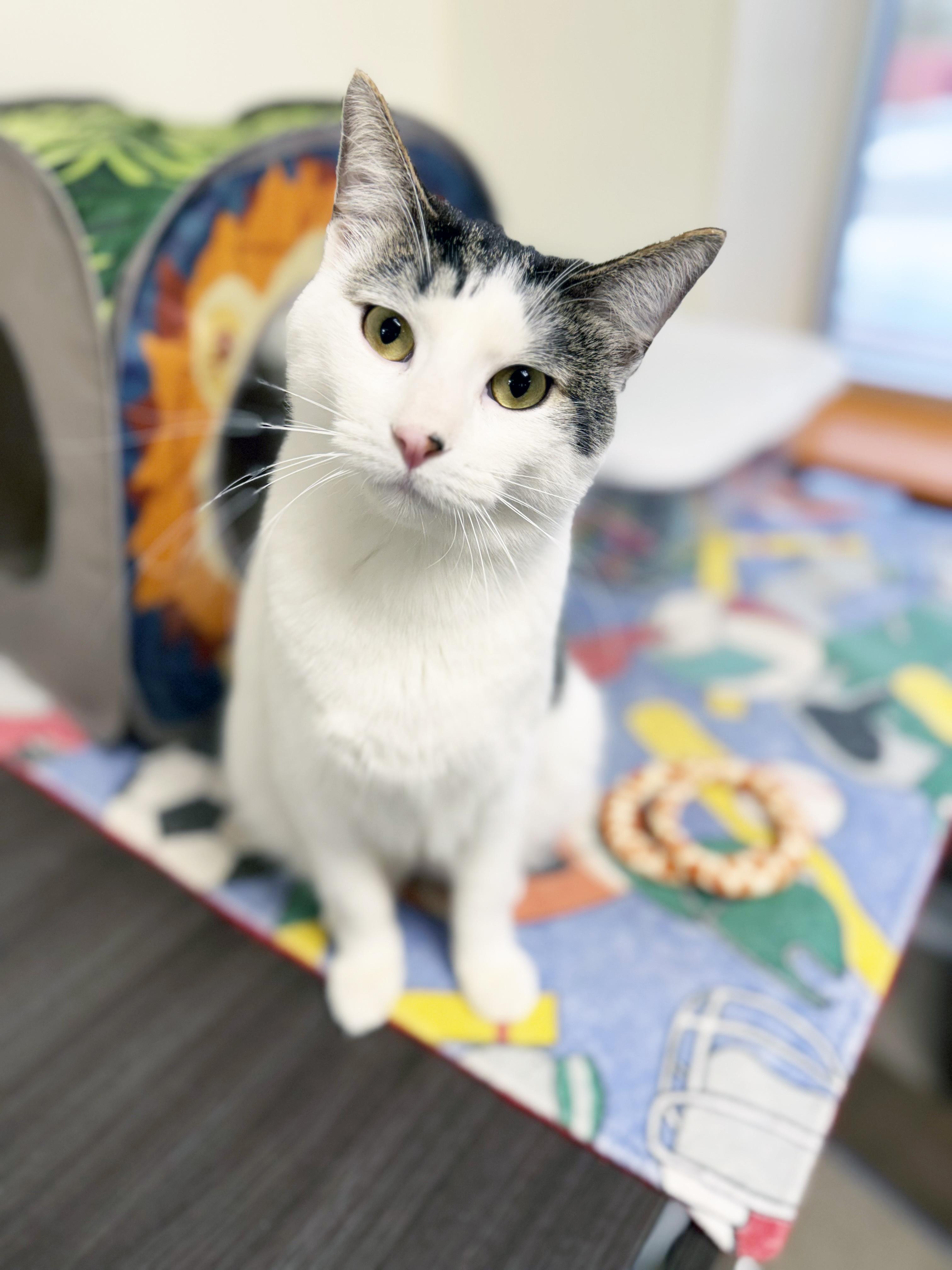 Enlarge Finley - super social, playful little guy!, a ADOPTABLE Domestic Short Hair in Oshkosh, WI image 1/6