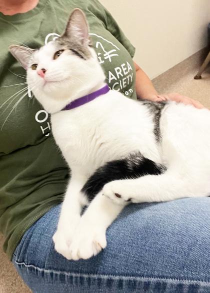 Enlarge Finley - your exercise and nap buddy!, a ADOPTABLE Domestic Short Hair in Oshkosh, WI image 3/4