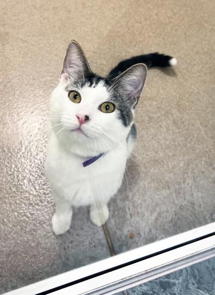 Enlarge Finley - your exercise and nap buddy!, a ADOPTABLE Domestic Short Hair in Oshkosh, WI image 2/4