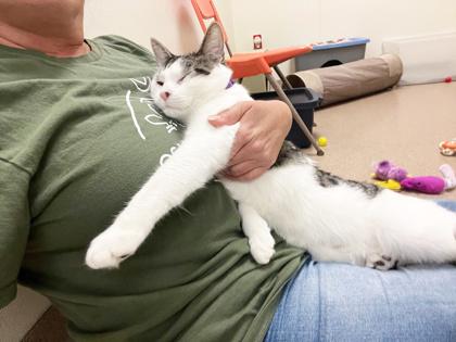 Enlarge Finley - your exercise and nap buddy!, a ADOPTABLE Domestic Short Hair in Oshkosh, WI image 1/4