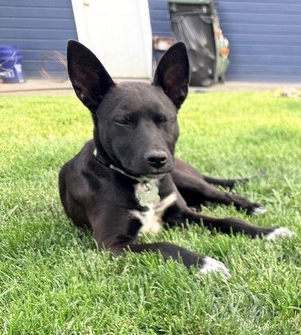 Cilantro, Adoptable, Puppy Male Terrier.