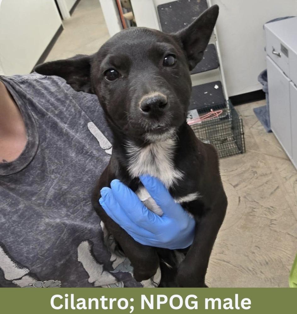 Enlarge Cilantro, a Adoptable mixed breed in Rathdrum, ID image 2/5