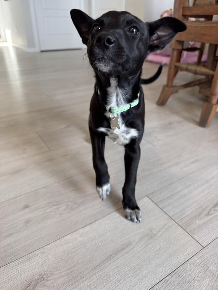 Enlarge Cilantro, a Adoptable mixed breed in Rathdrum, ID image 3/5