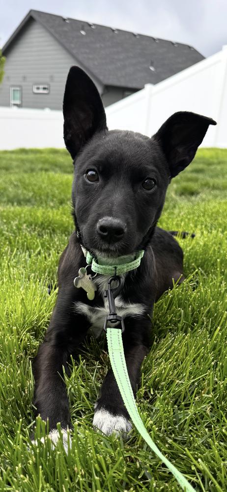 Enlarge Cilantro, a Adoptable mixed breed in Rathdrum, ID image 5/5