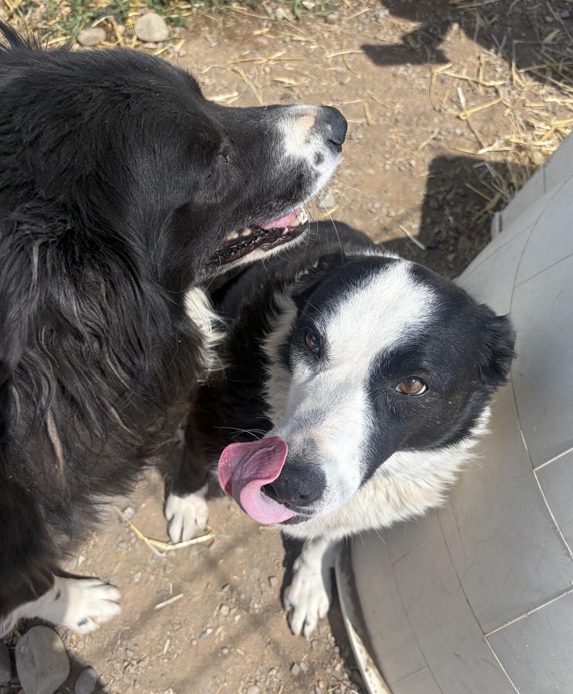 Enlarge Sally, a Adoptable mixed breed in Challis, ID image 2/4