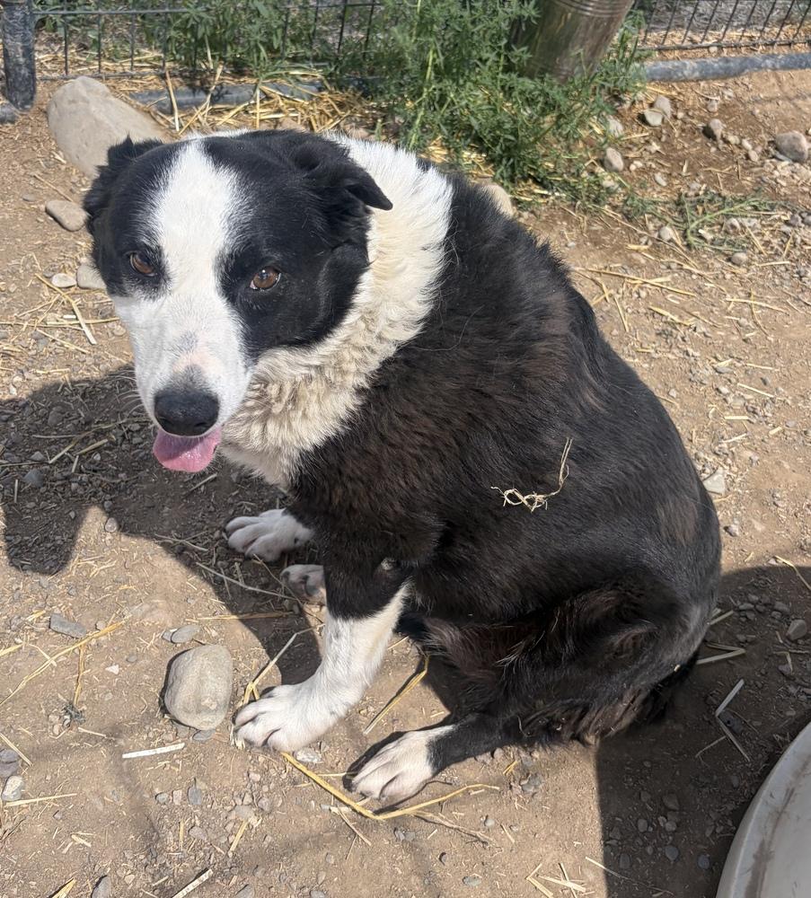 Enlarge Sally, a Adoptable mixed breed in Challis, ID image 3/4