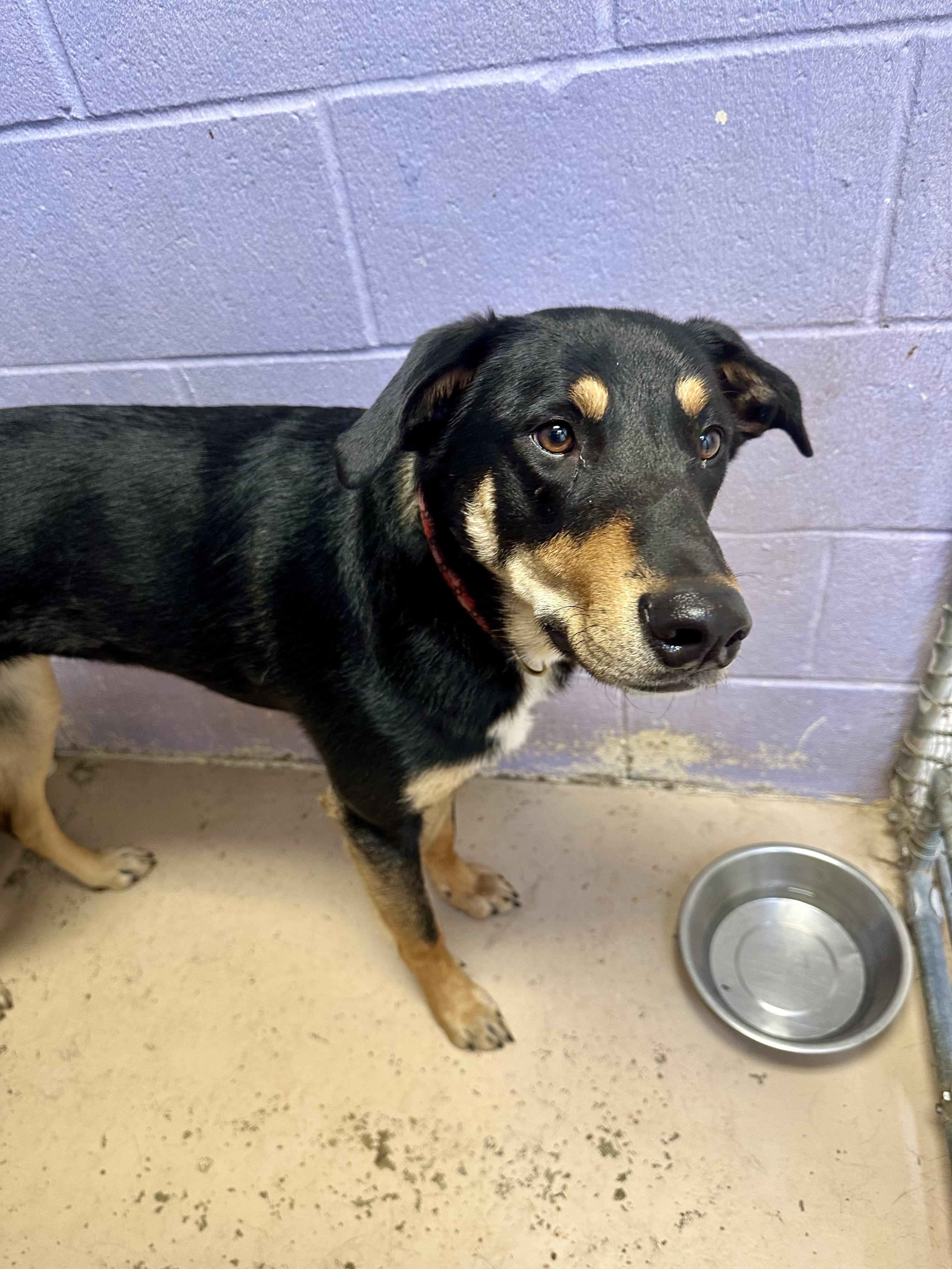 Remi is a bit timid upon first meeting She is approximately 3 years old and weighs 65 lbs