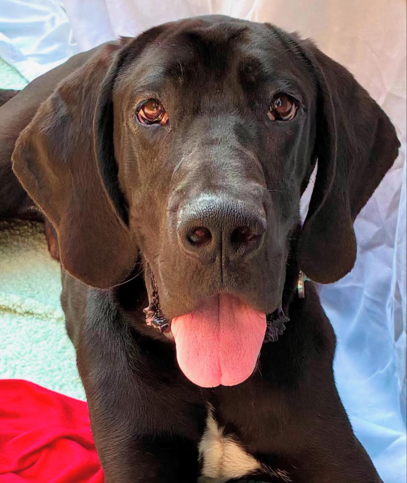 Blayne, Adoptable, Young Male Great Dane.